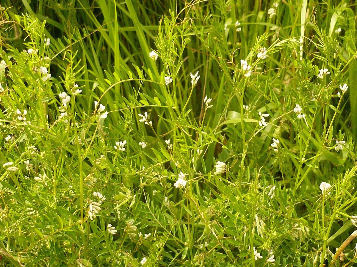 Ervilia hirsuta (Fabaceae)